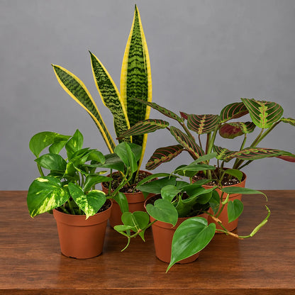 Five small potted low-light plants: a Snake Plant, Golden Pothos, Prayer Plant, and two heartleaf philodendrons.