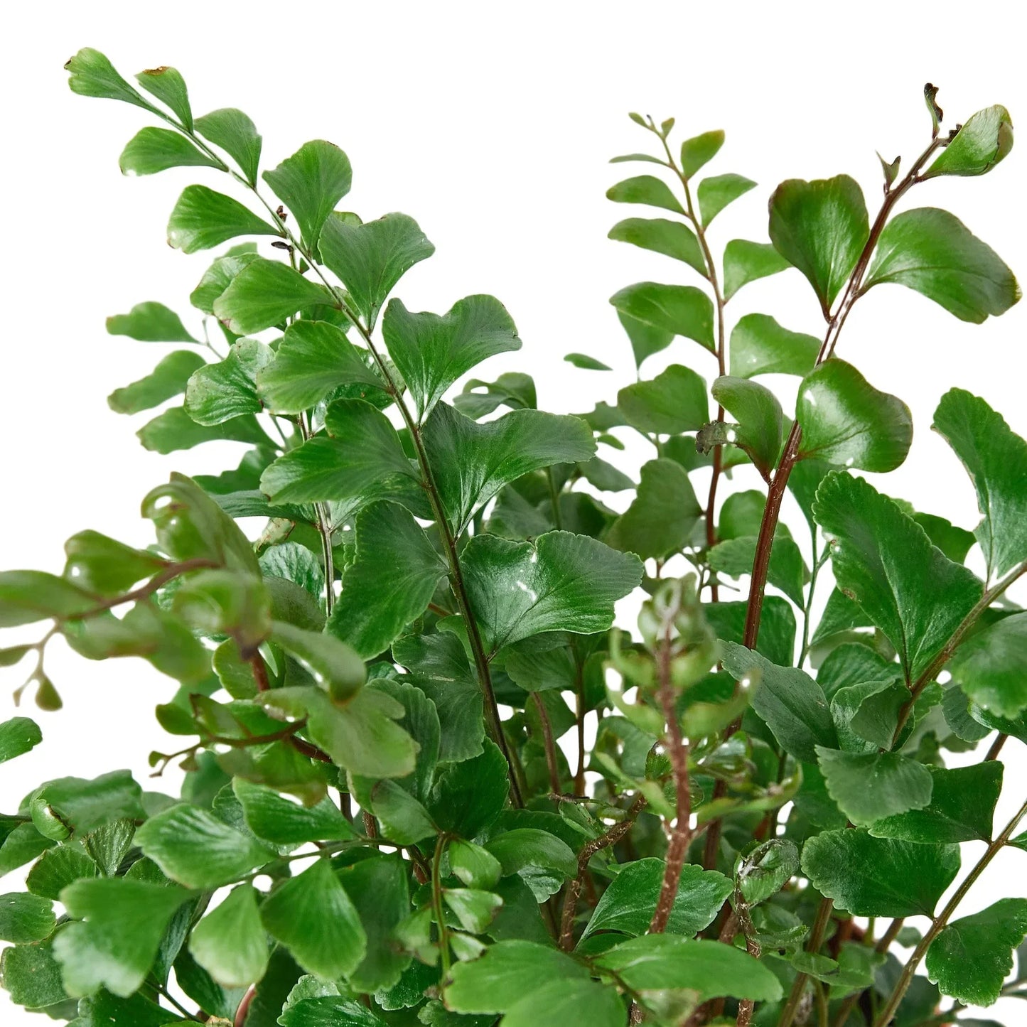 Mahogany Fern (Didymochlaena truncatula)