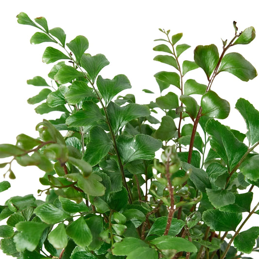 Mahogany Fern (Didymochlaena truncatula)