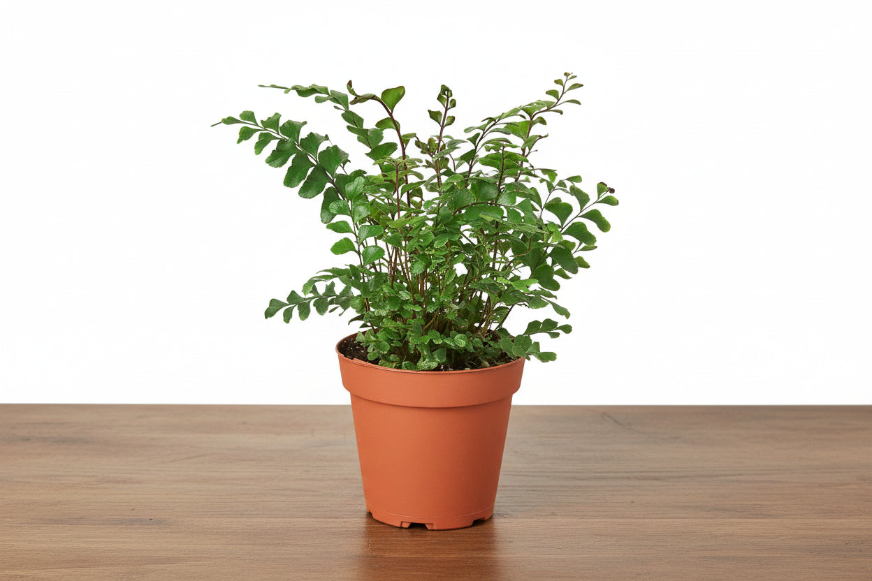 Potted plant with green leaves on a white background