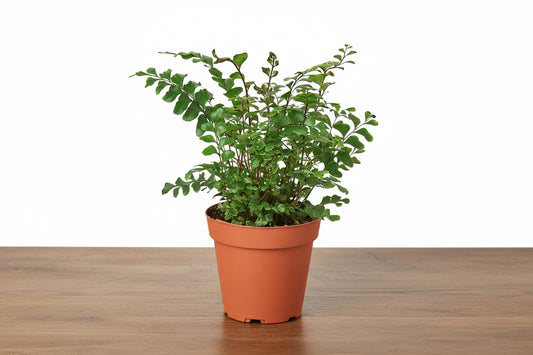 Potted plant with green leaves on a white background