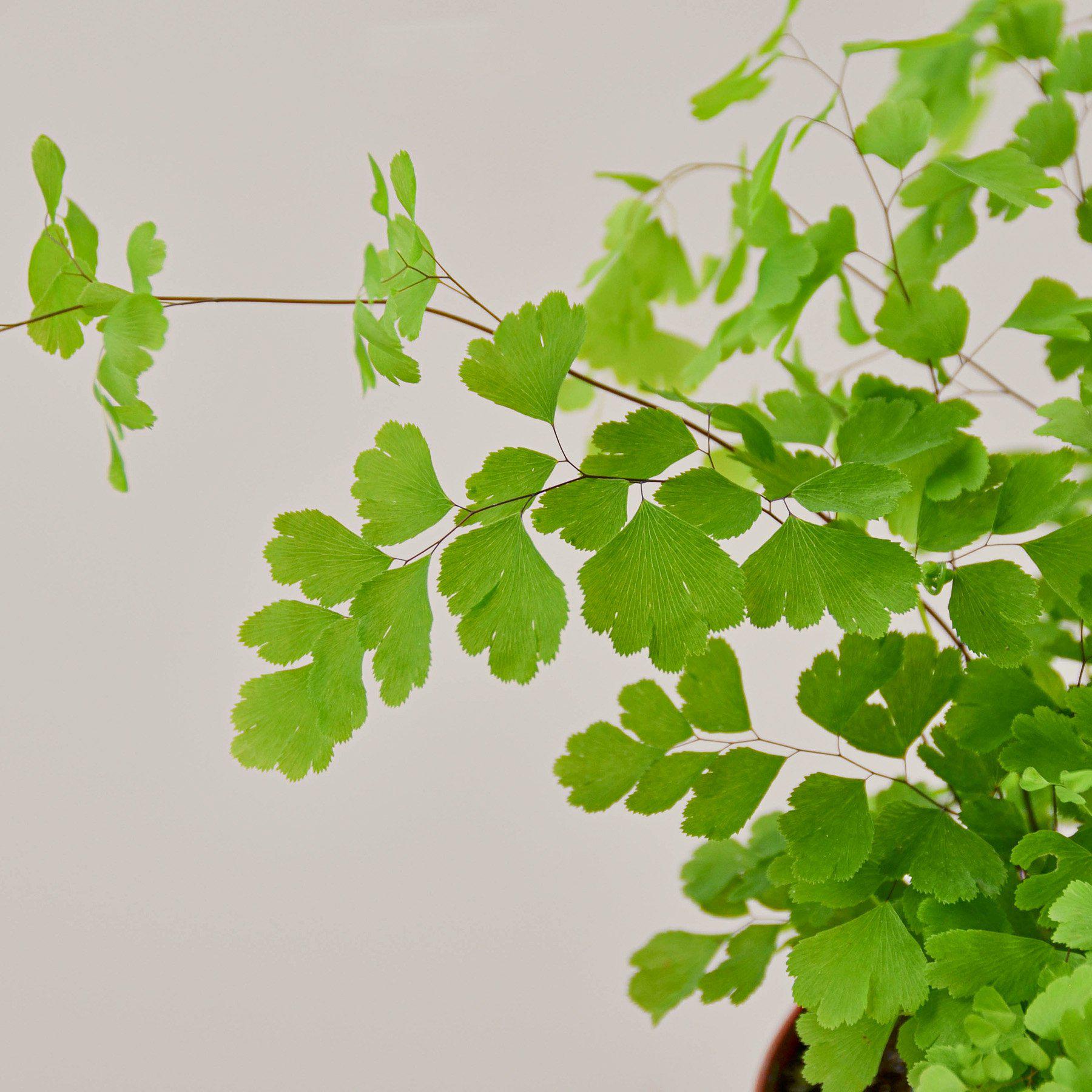 Delicate Maidenhair Fern with vibrant green, fan-shaped leaflets and thin black stems against a light background.