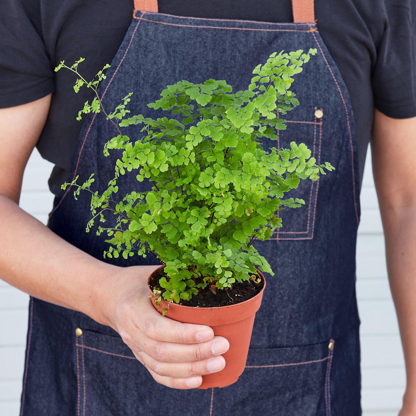 Person in denim apron holding a potted Maidenhair Fern with delicate green leaves.
