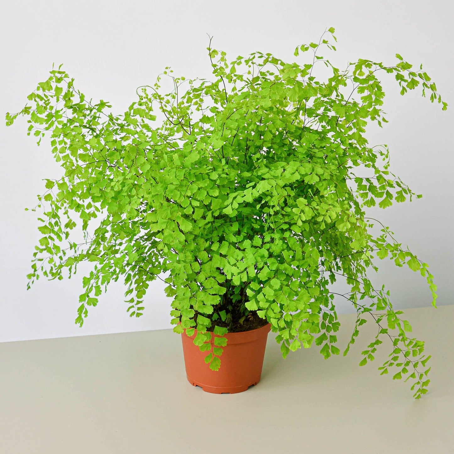 Lush Maidenhair Fern in a terracotta pot, featuring delicate, light green fan-shaped leaves and thin black stems.