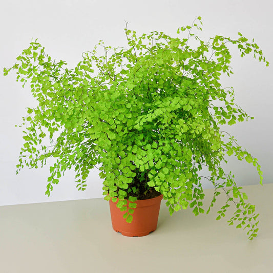Lush Maidenhair Fern in a terracotta pot, featuring delicate, light green fan-shaped leaves and thin black stems.