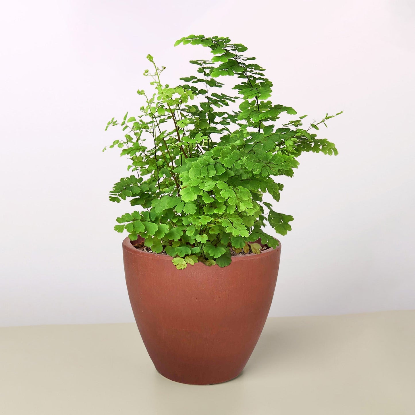 Lush Maidenhair Fern with delicate green fan-shaped leaves in a tall, tapered brown pot.