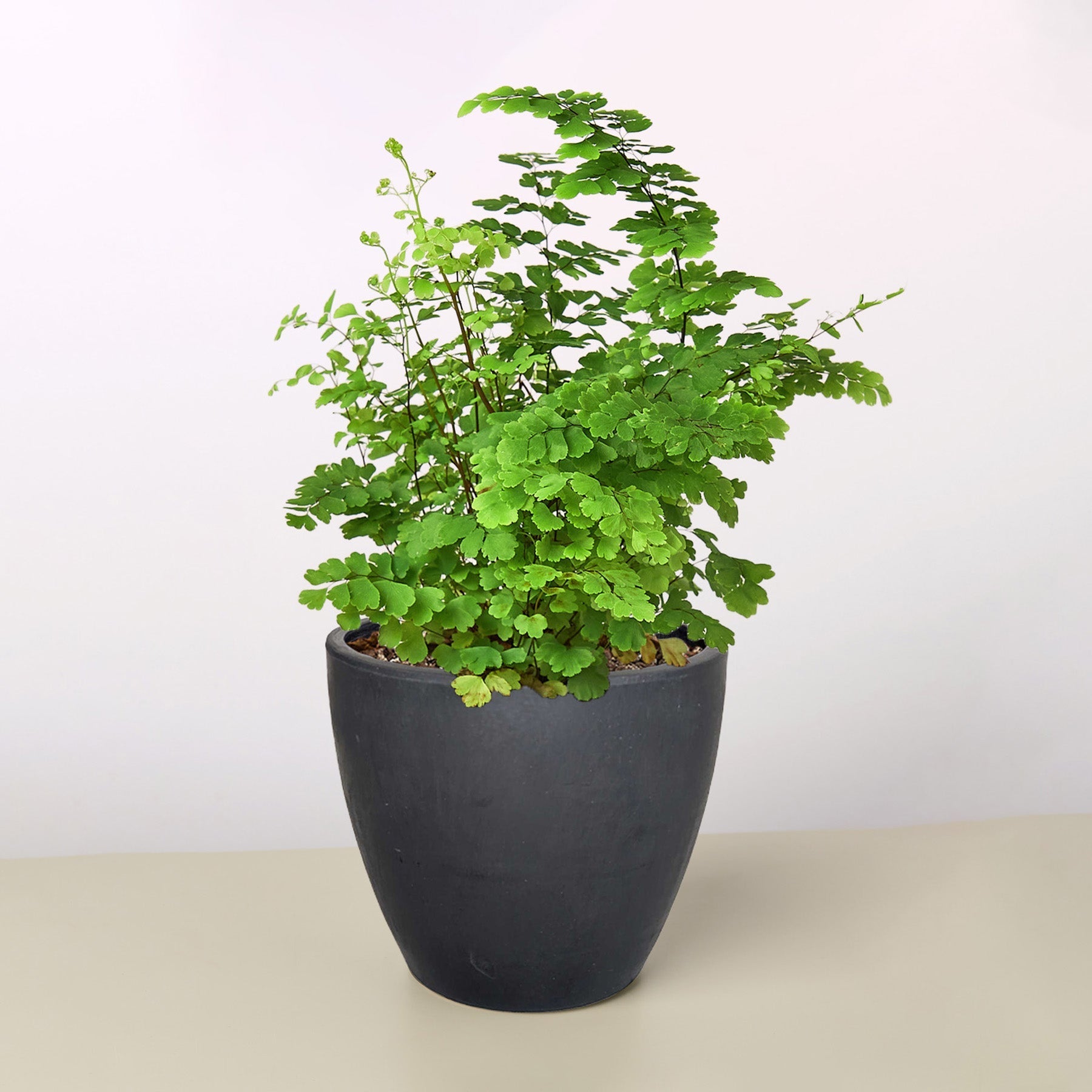Lush green Maidenhair Fern in a dark gray tapered pot.