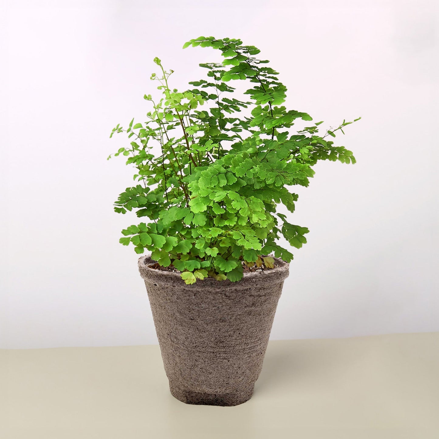 Vibrant green Maidenhair Fern in a textured brown biodegradable pot.