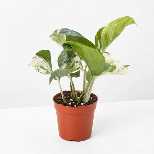 A potted manjula pothos plant with cream, white and green variegated leaves in a brown pot on a white surface and white background.
