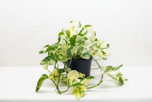 A potted manjula pothos plant in a black pot, featuring broad green, white, and cream variegated leaves trailing down the pot on a white surface with white background.