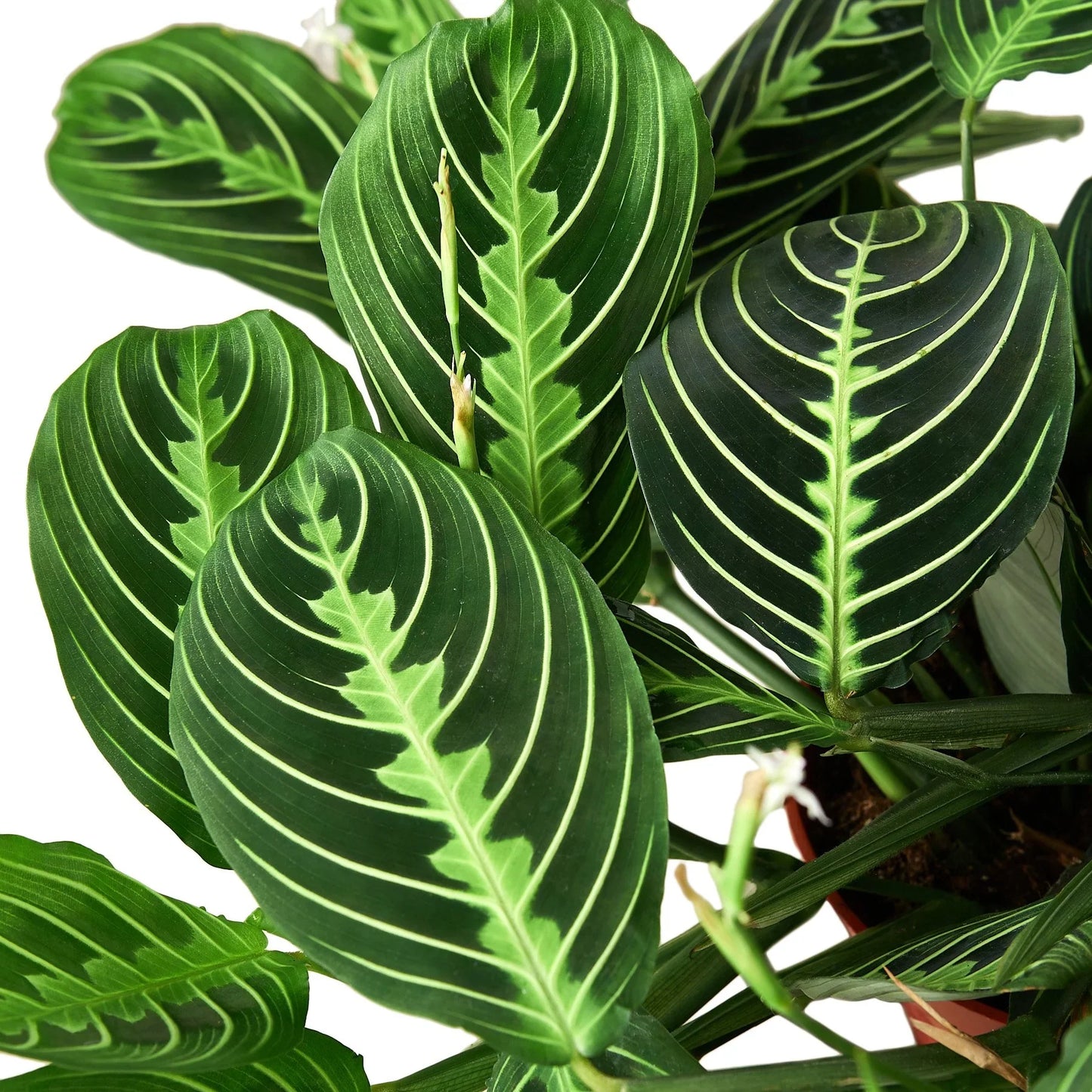 Maranta 'Lemon Lime' prayer plant with bright lime green and deep green feathered leaves.
