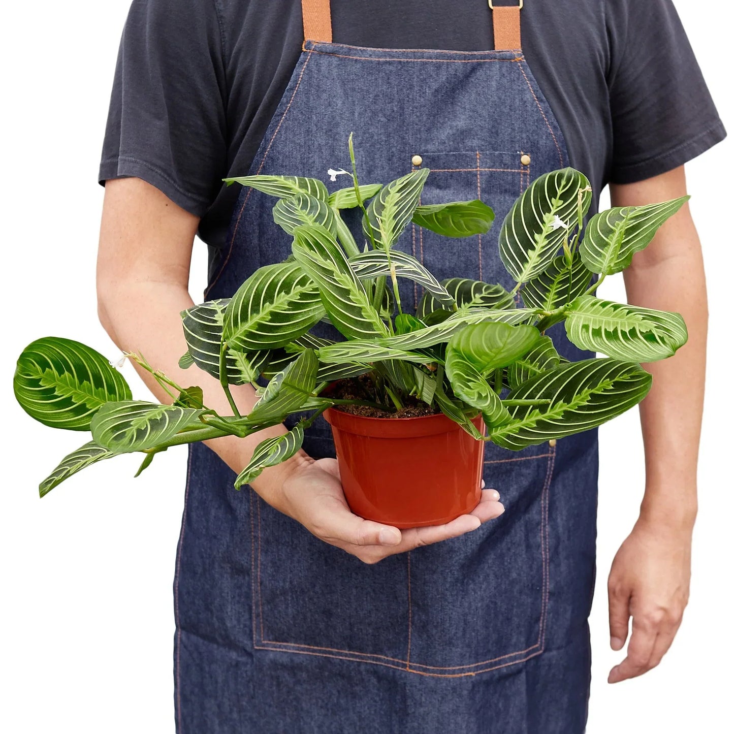 Person in denim apron holding a Maranta 'Lemon Lime' plant in a brown pot.