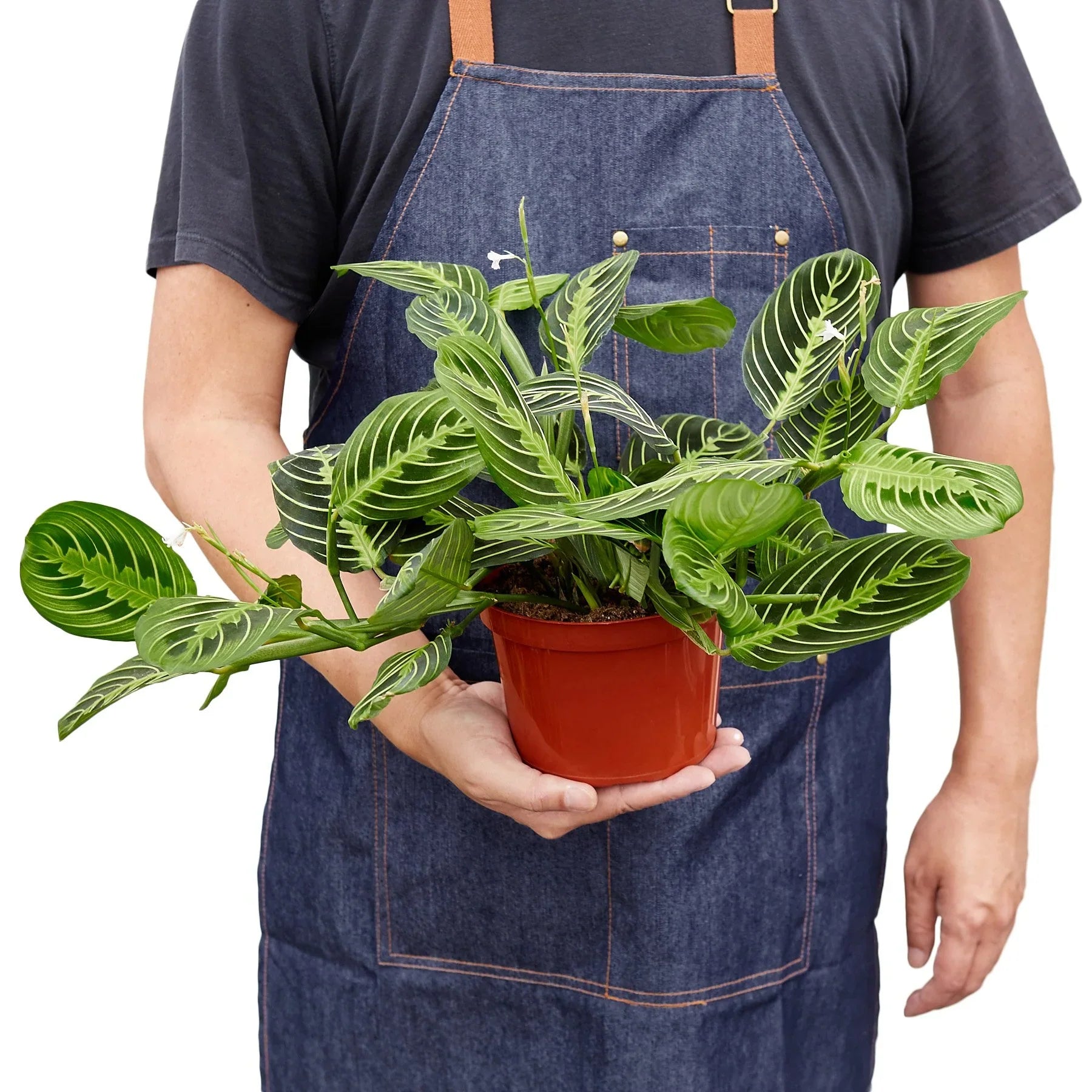 Person in denim apron holding a Maranta 'Lemon Lime' plant in a brown pot.