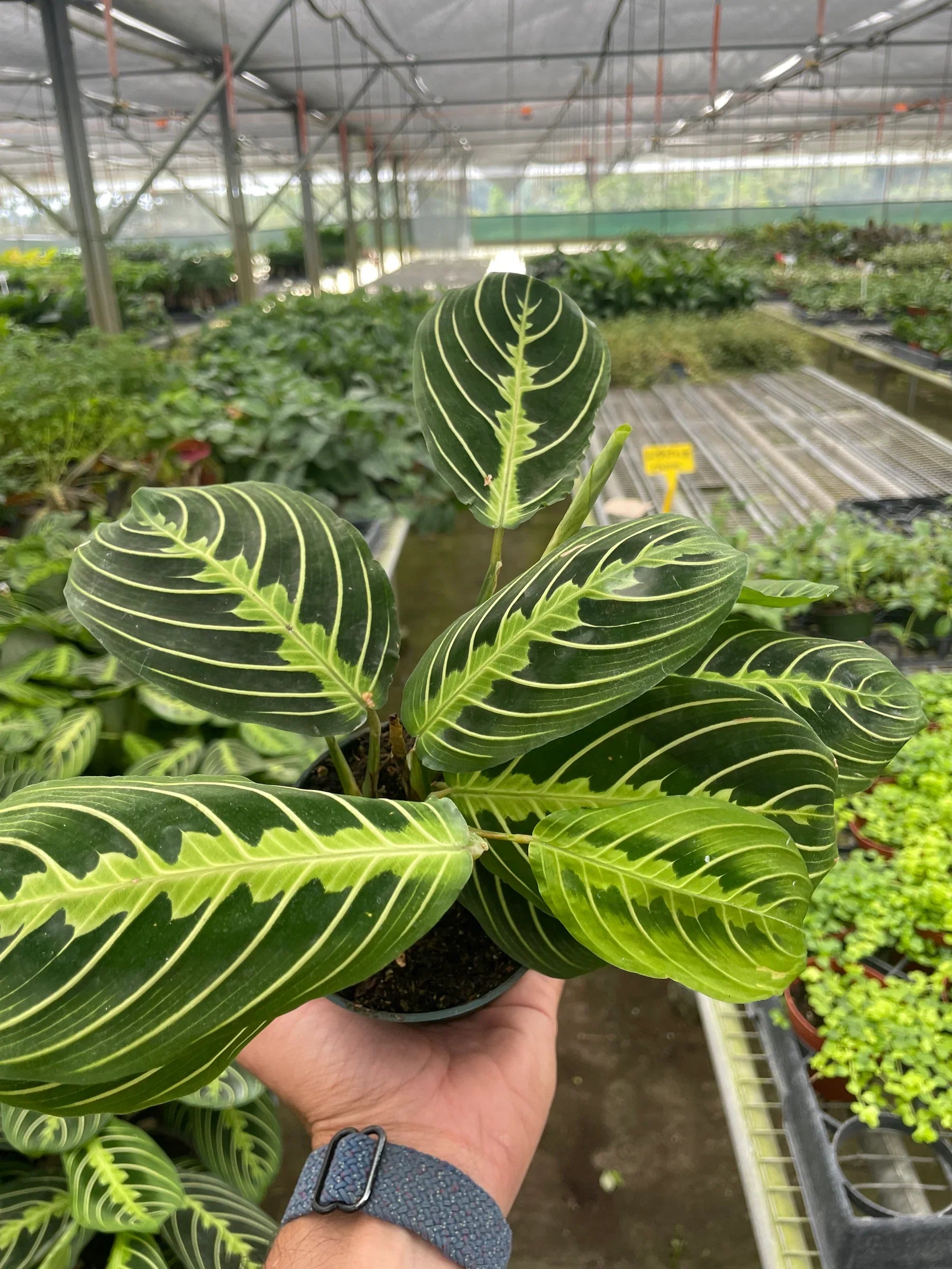 Hand holding a vibrant Maranta 'Lemon Lime' prayer plant with bright lime and deep green oval leaves.