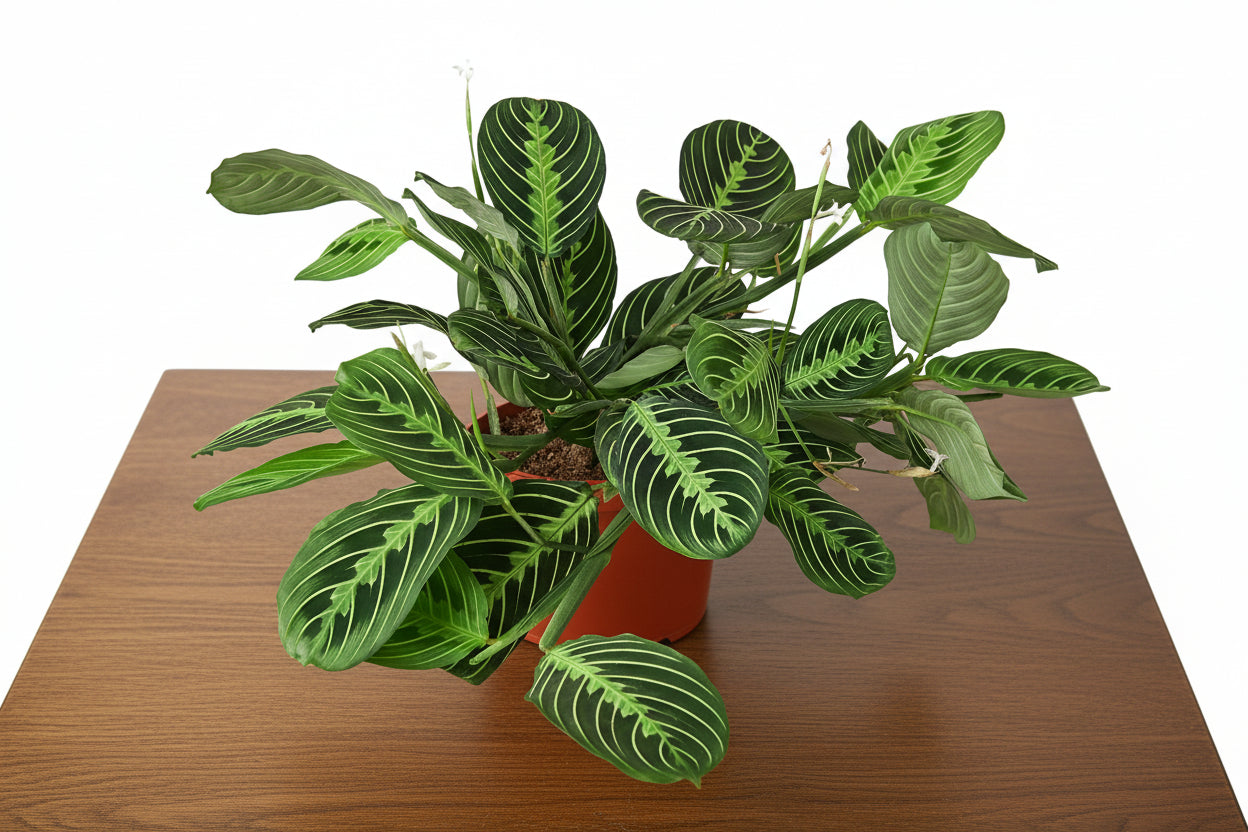 Vibrant Maranta 'Lemon Lime' prayer plant in a terracotta pot, displaying bright lime and deep green leaves.