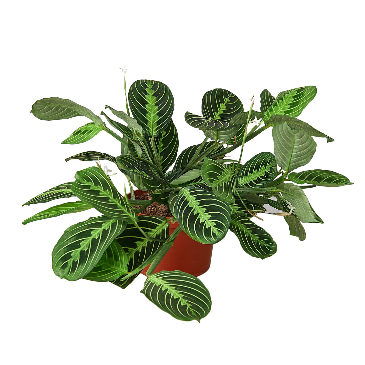 Vibrant trailing Maranta 'Lemon Lime' prayer plant in a brown pot, displaying bright lime and deep green leaves trailing out of the pot.
