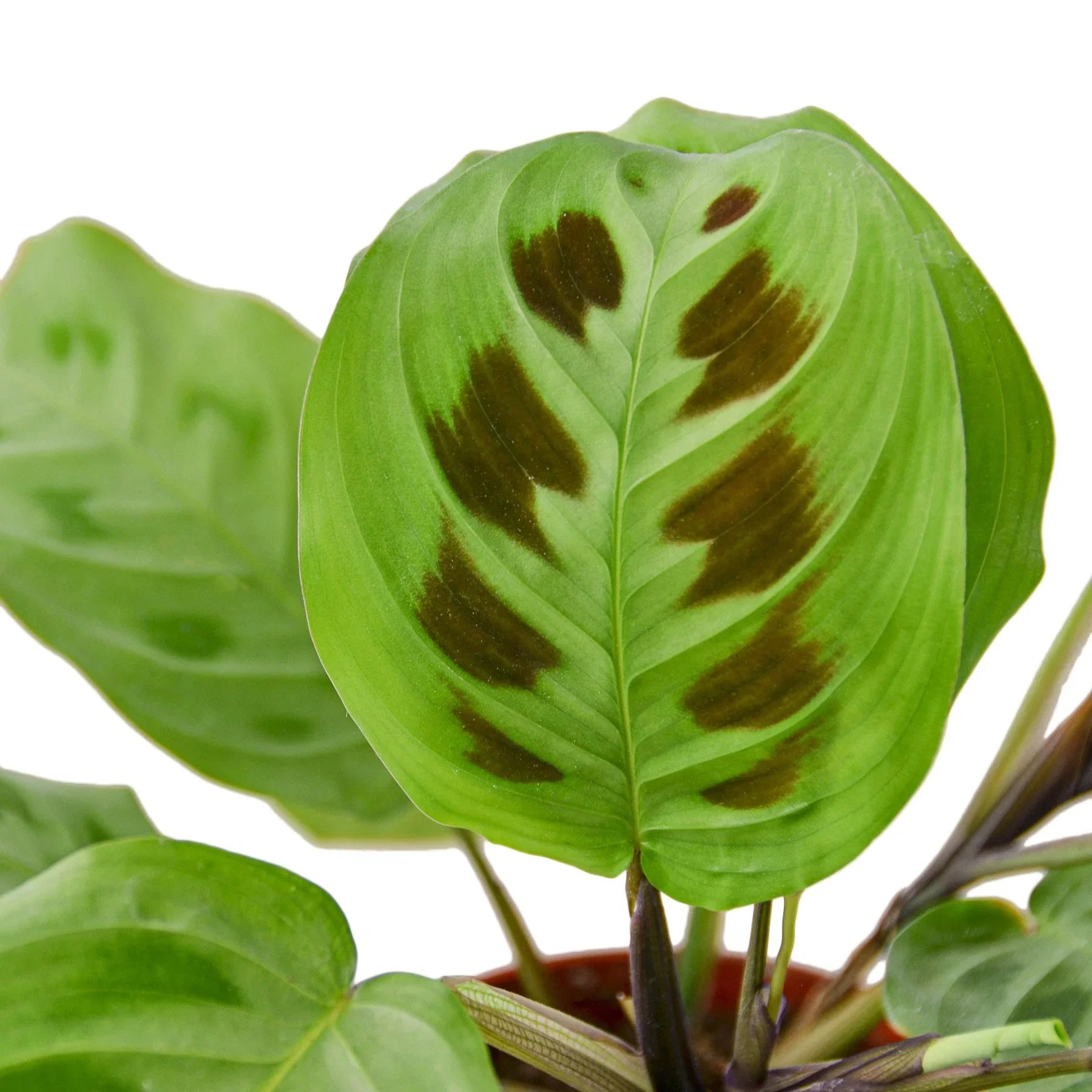 Close-up of a Maranta 'Leuconeura' prayer plant leaf with green and dark brown patterns.