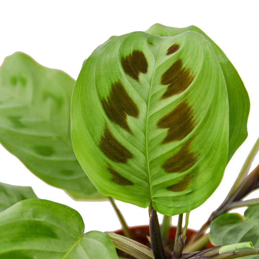Close-up of a Maranta 'Leuconeura' prayer plant leaf with green and dark brown patterns.
