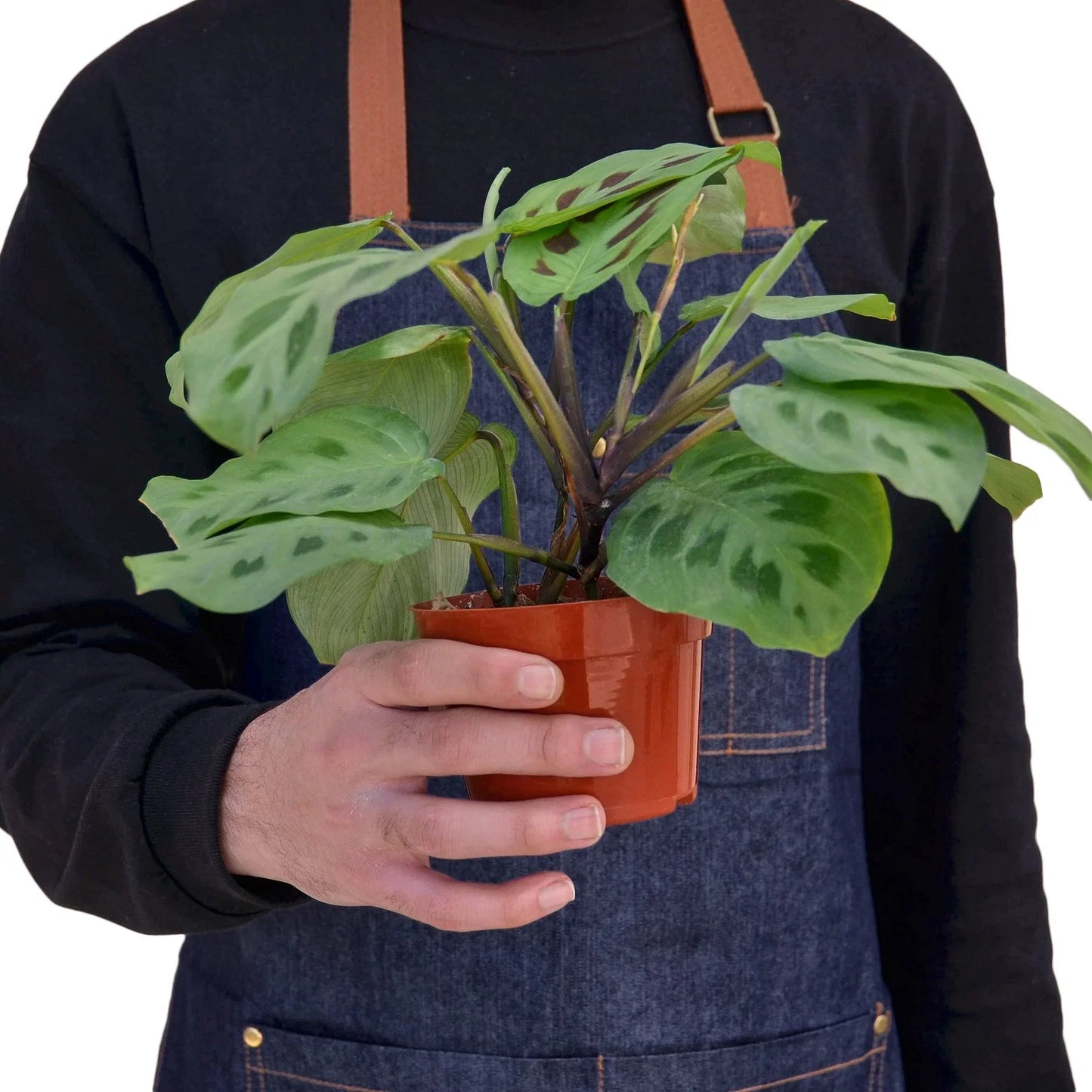 Person in denim apron holding a Maranta 'Leuconeura' prayer plant in a small brown pot.