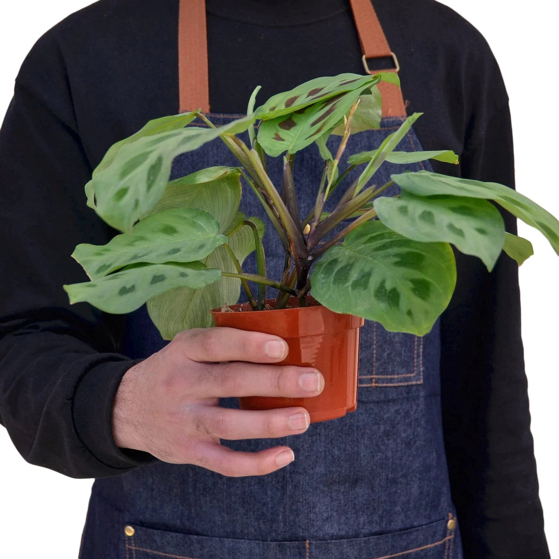 Person in denim apron holding a Maranta 'Leuconeura' prayer plant in a small brown pot.