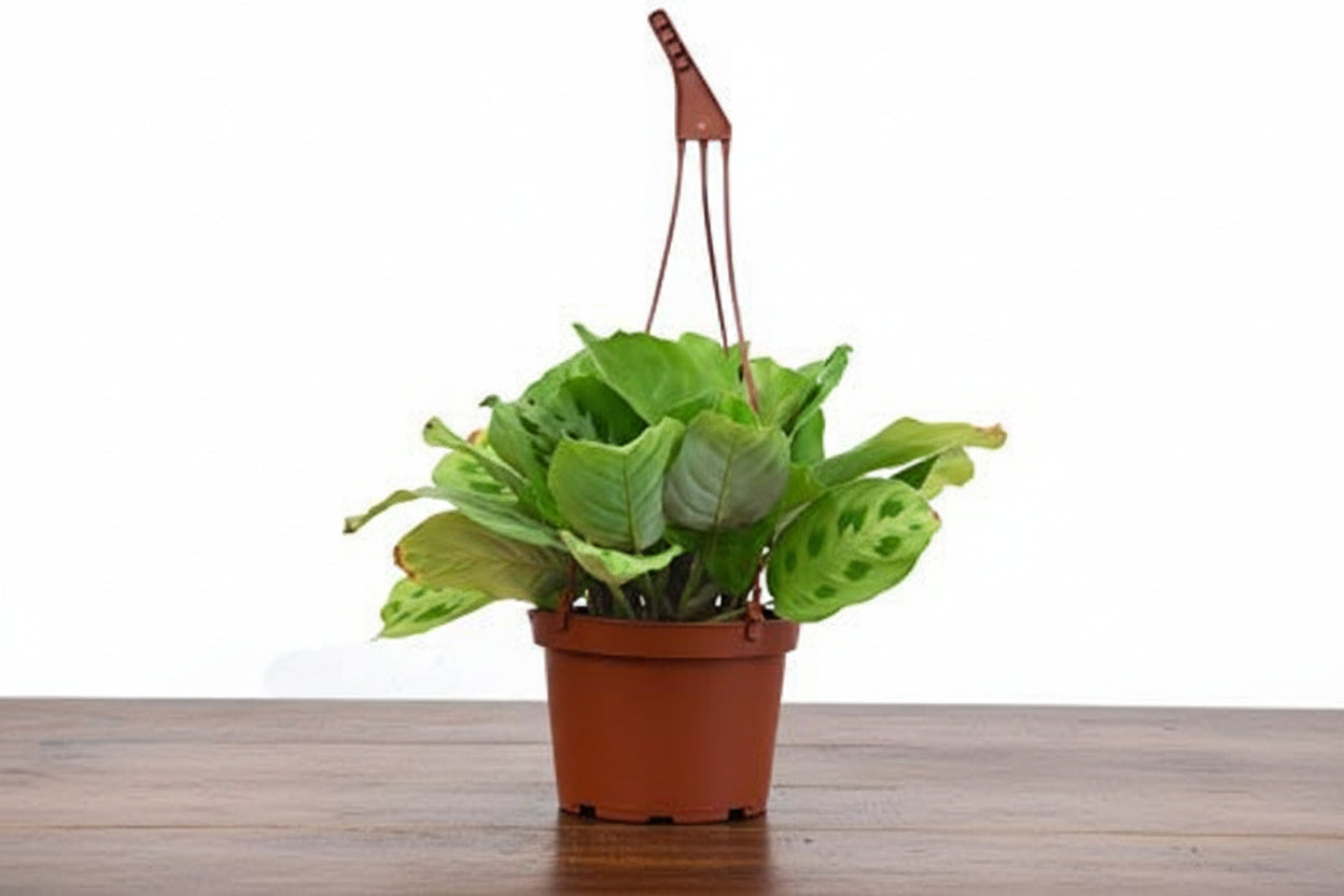 Maranta 'Leuconeura' prayer plant in a brown hanging basket, with oval green leaves.