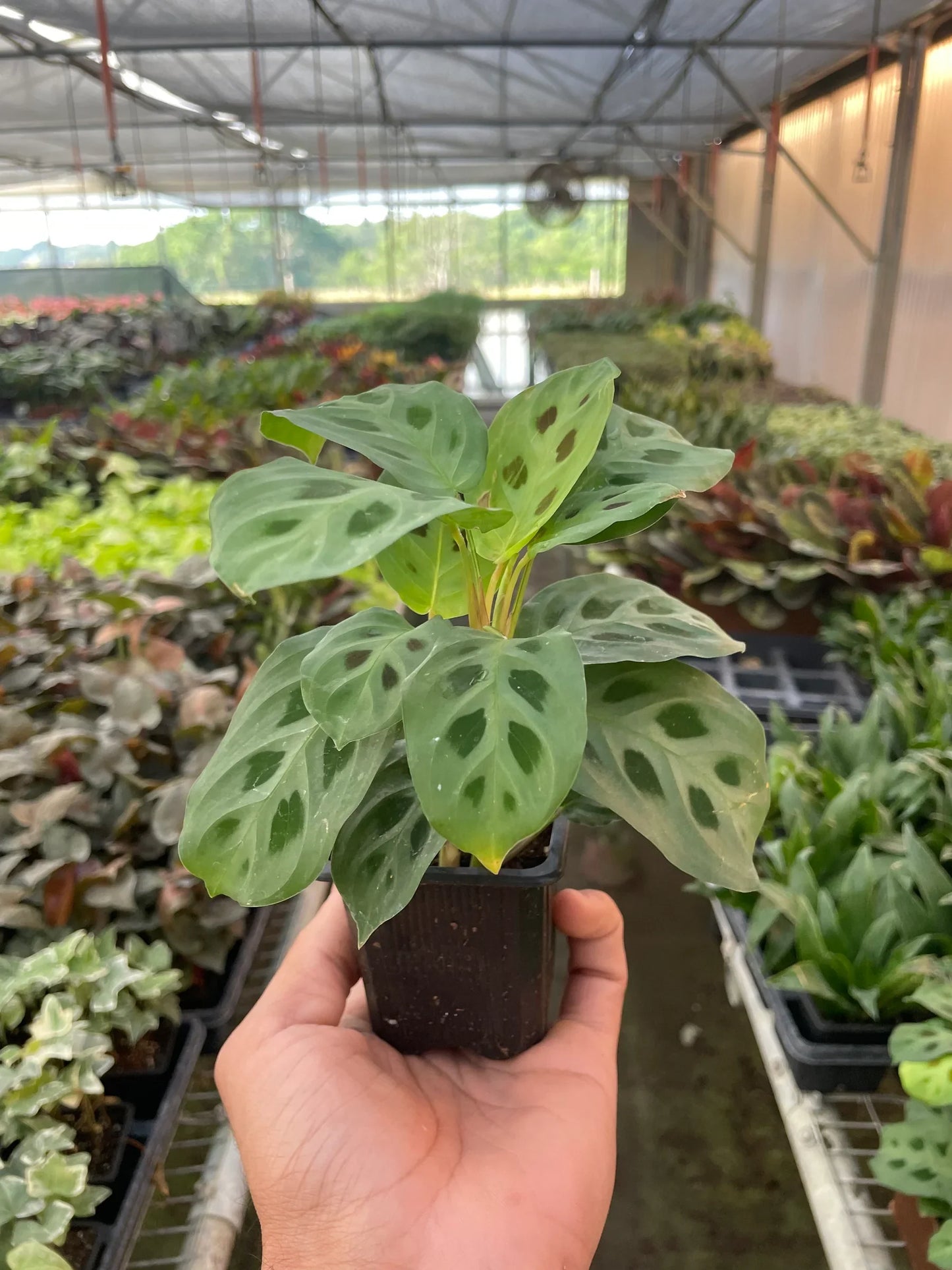 Hand holding a small Maranta 'Leuconeura' prayer plant with patterned green leaves in a nursery.