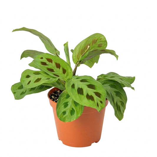 Maranta Leuconeura prayer plant with spotted green leaves in a brown pot.
