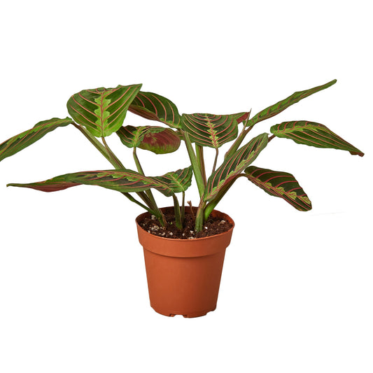 Maranta Red Prayer plant in a brown pot, showing deep green leaves with red veins and herringbone pattern.