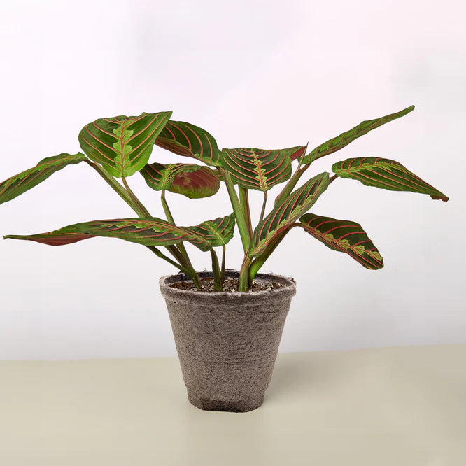 Maranta Red Prayer Plant with deep green oval leaves, red midribs, and herringbone pattern in a gray pot.
