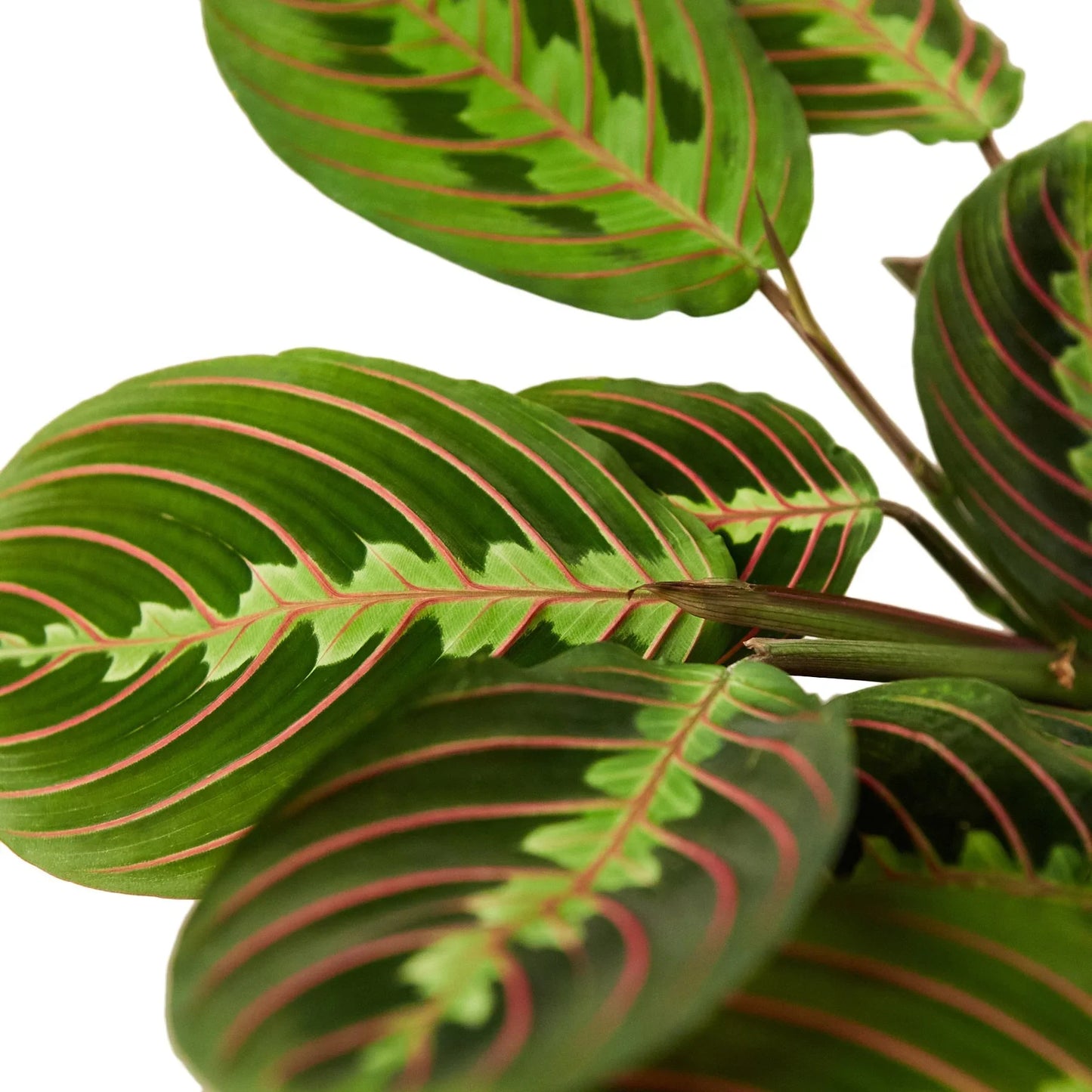 Close-up of a Maranta Red Prayer Plant with deep green oval leaves, bold red midribs, and feathered red veins.