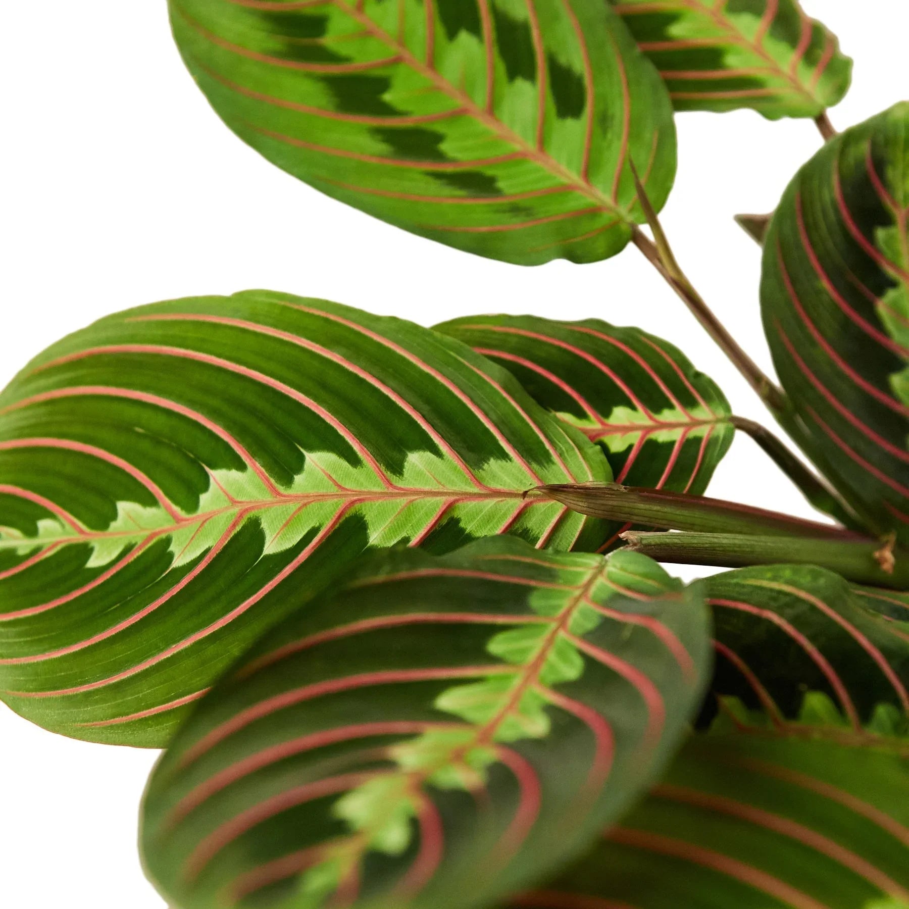 Close-up of a Maranta Red Prayer Plant with deep green oval leaves, bold red midribs, and feathered red veins.