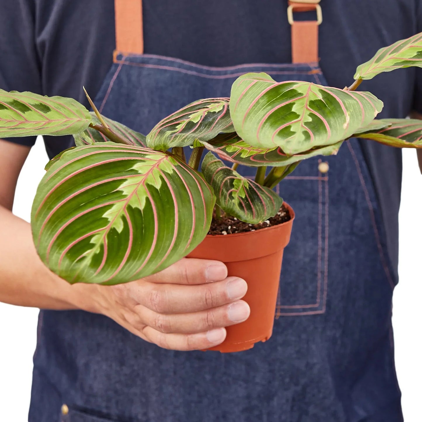 Person in denim apron holding a Maranta Red Prayer Plant in a brown pot, showing its green leaves with red veins.