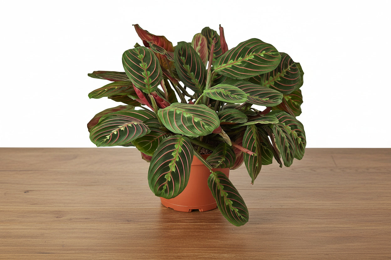 Maranta Red Prayer Plant in a terracotta pot, showing deep green oval leaves with red veins.