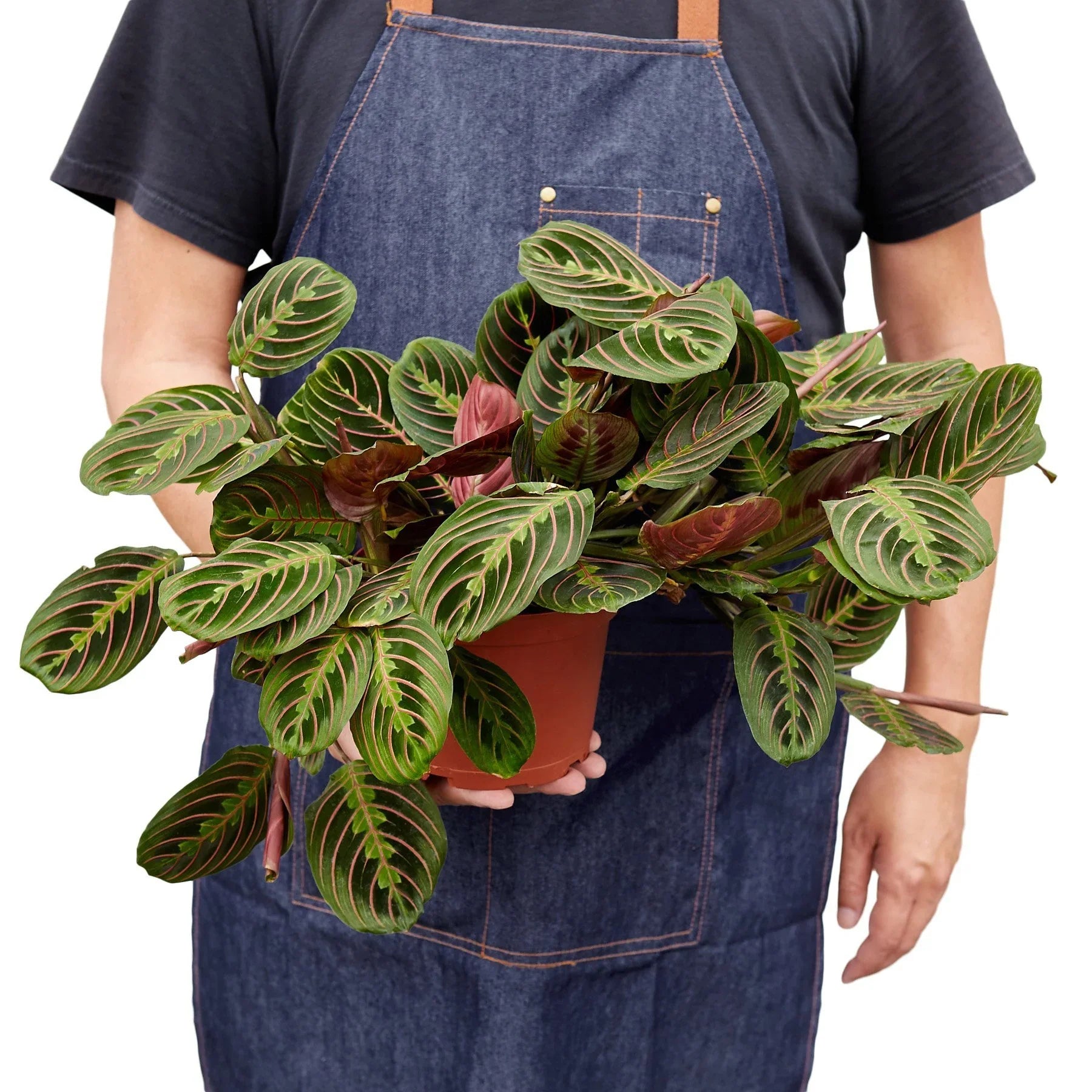 Person in denim apron holding a Maranta Red Prayer Plant in a brown pot.