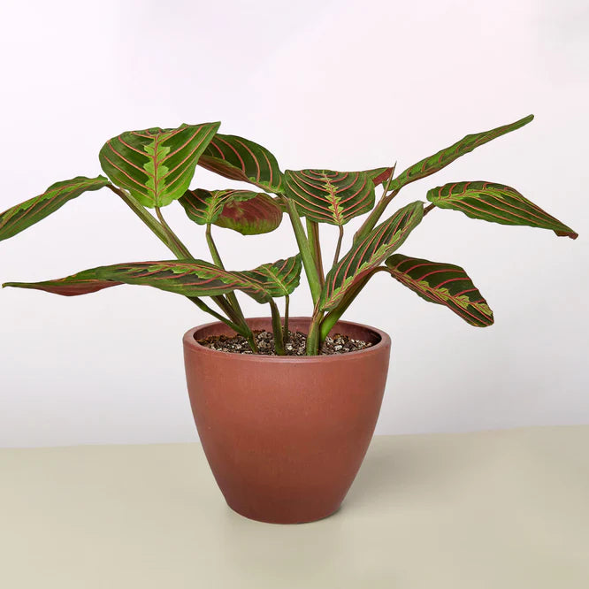 Maranta Red Prayer Plant in a brown terracotta pot, showing deep green leaves with red veins.