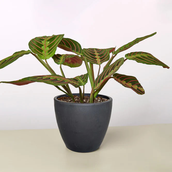 Maranta Red Prayer Plant in a dark gray pot, showing deep green leaves with red veins and herringbone pattern.