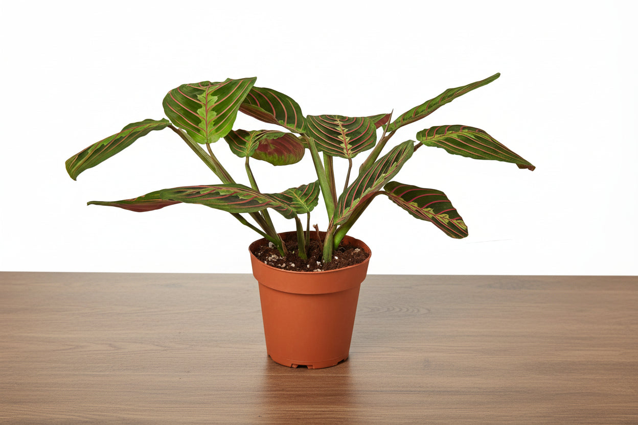 Maranta Red Prayer Plant in a brown pot, showing deep green leaves with red veins and herringbone pattern.