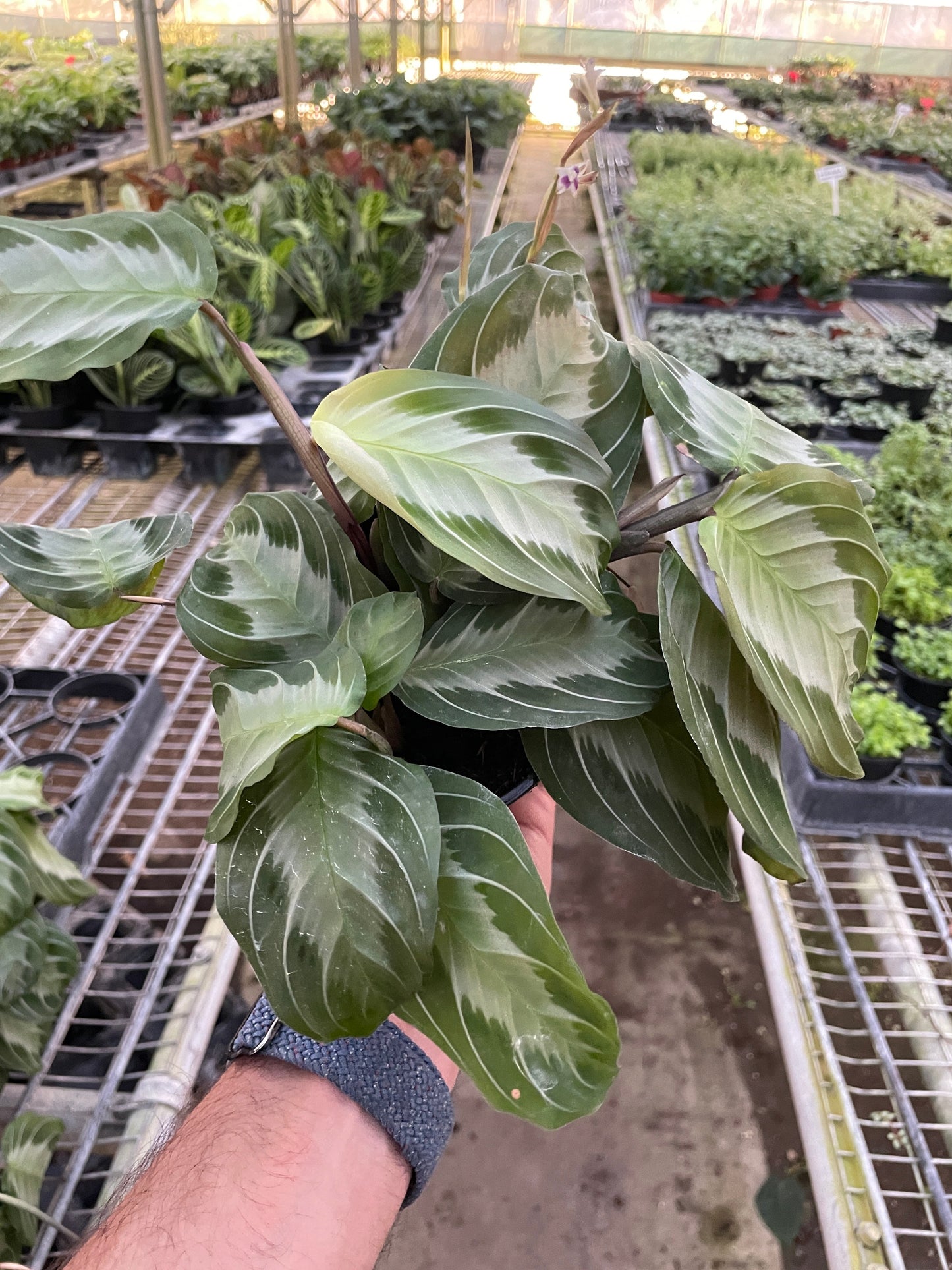 Hand holding a Maranta 'Silver Band' prayer plant with matte green leaves and a wide silver band.