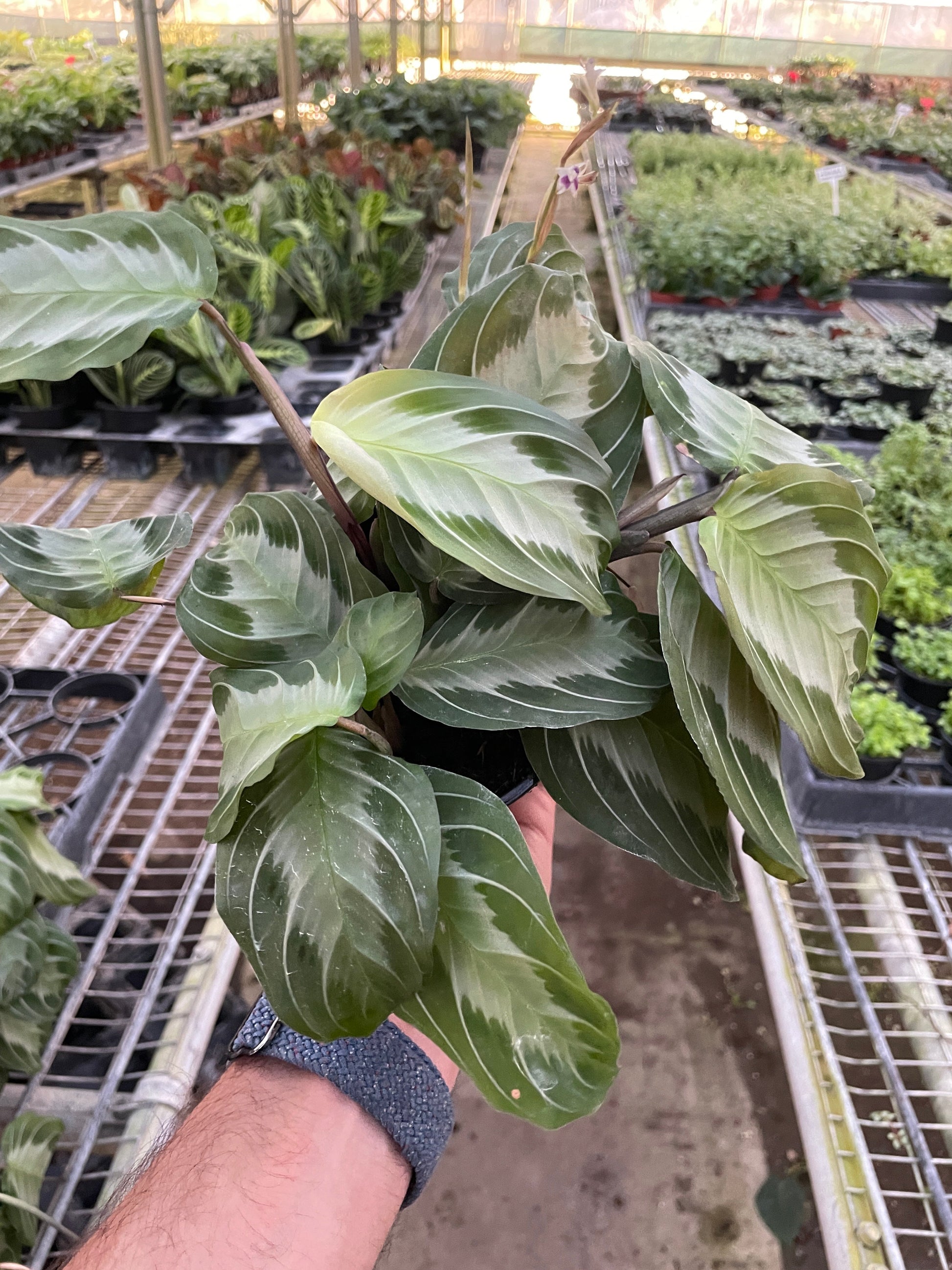 Hand holding a Maranta 'Silver Band' prayer plant with matte green leaves and a wide silver band.