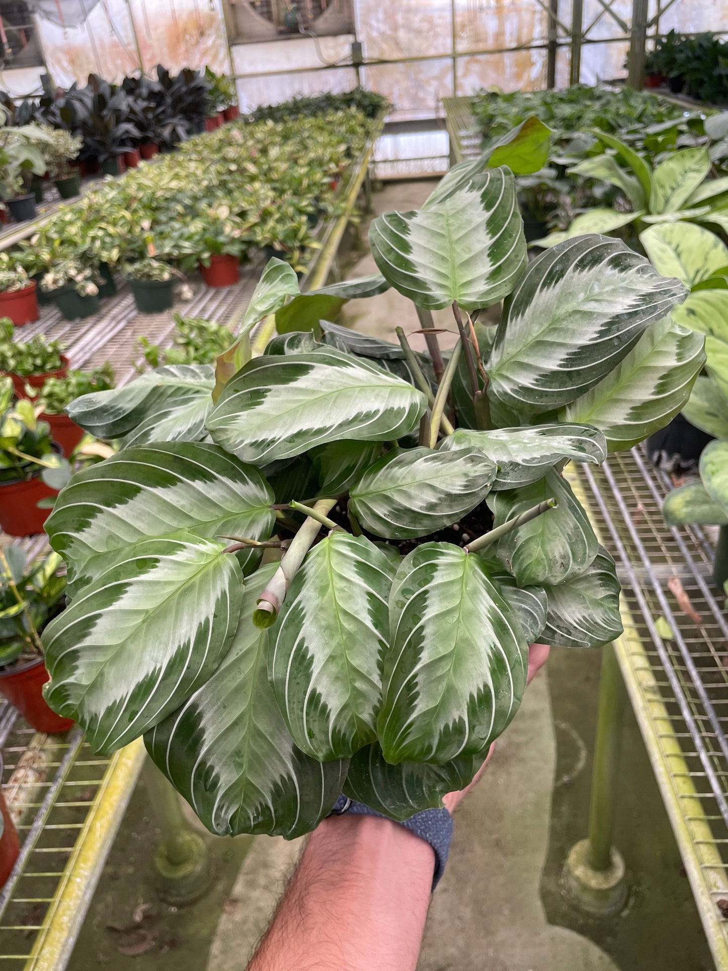 Hand holding a Maranta 'Silver Band' prayer plant with matte green leaves and a wide silver band.