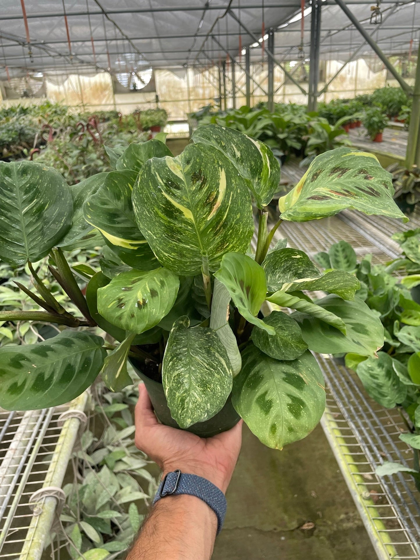 Hand holding a Maranta 'Beauty Kim' prayer plant with variegated green, chocolate, and creamy white leaves.