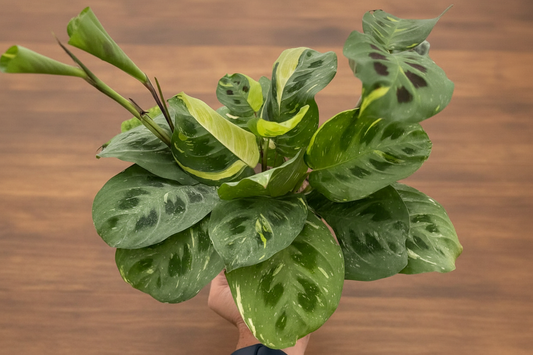 Variegated Maranta 'Beauty Kim' prayer plant with medium green leaves, chocolate spots, and creamy white to yellow variegation.