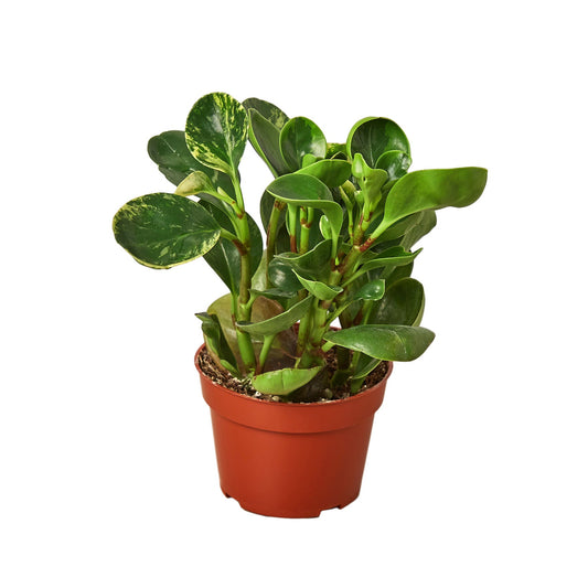 Compact Peperomia 'Marble' plant with marbled silver, cream, and green leaves in a terracotta pot.
