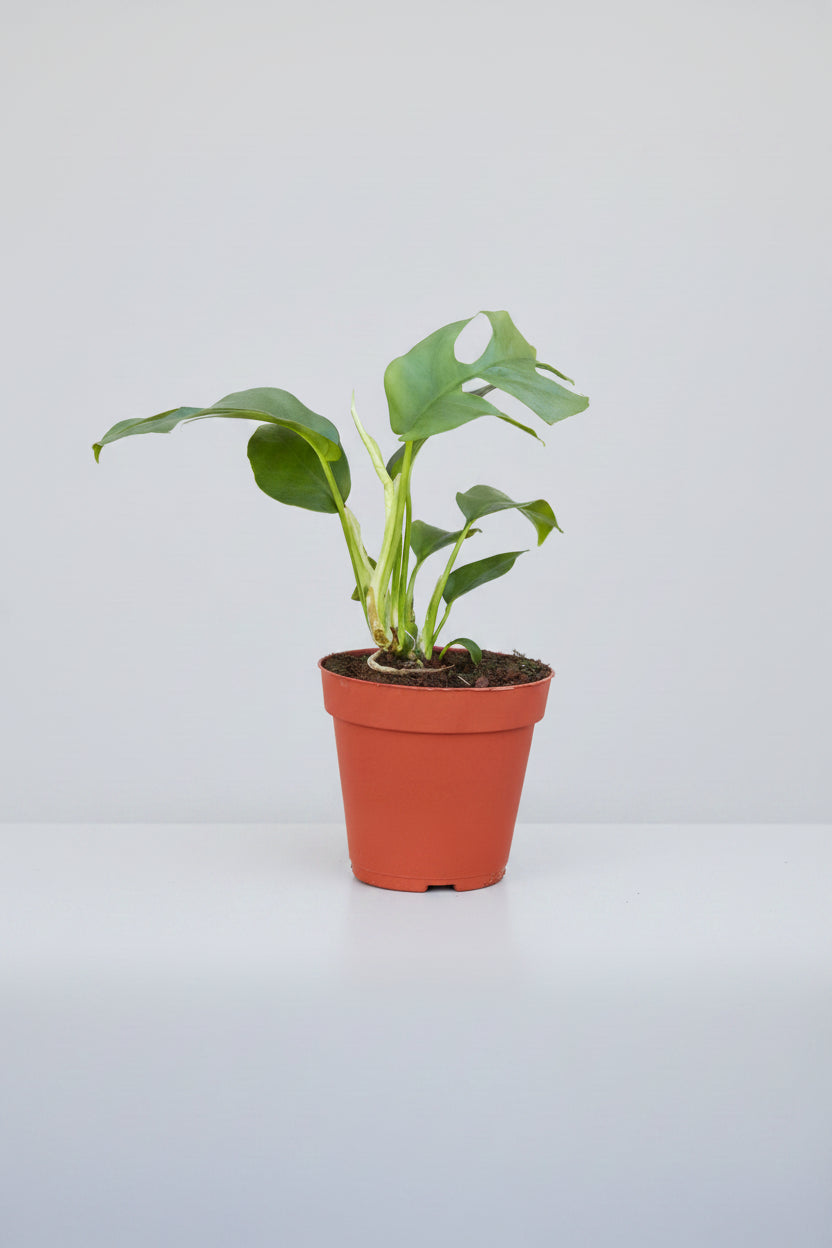 small potted plant with green leaves with a grey background
