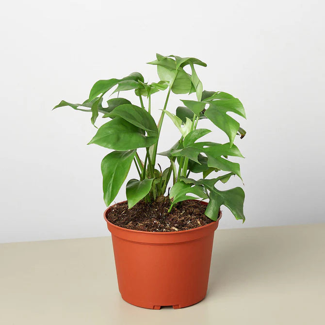 mini monstera in a brown pot sitting on a white table with a white backgroound