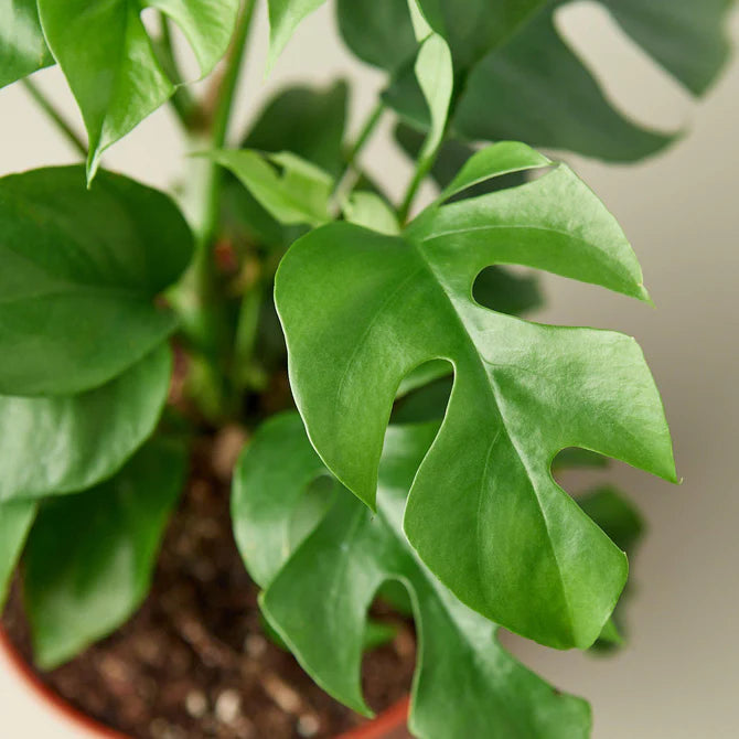 Close-up of a potted plant with large green leaves on a blurred background