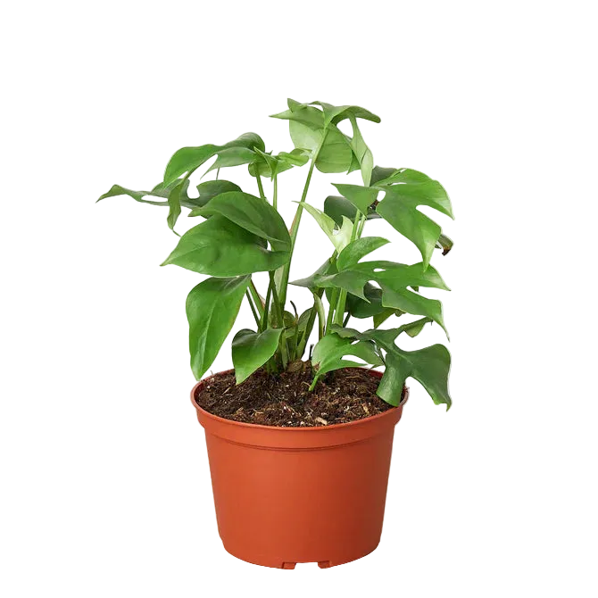 mini monstera minima tropical plant with green split leaf leaves in a brown pot.
