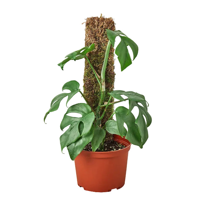 Potted mini monstera minima tropical plant with green fenstrated split leaf leaves in a brown pot growing in a moss pole.