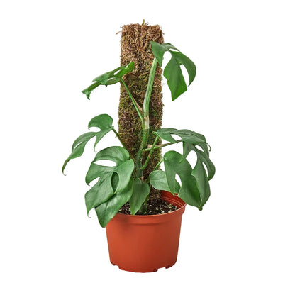 Potted mini monstera minima tropical plant with green fenstrated split leaf leaves in a brown pot growing in a moss pole.