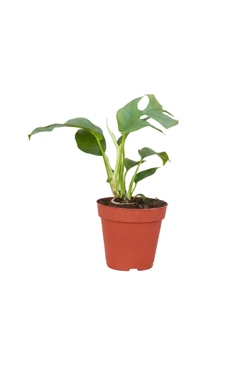 Potted mini monstera minima tropical plant with green fenestrated split leaf leaves in a brown pot.